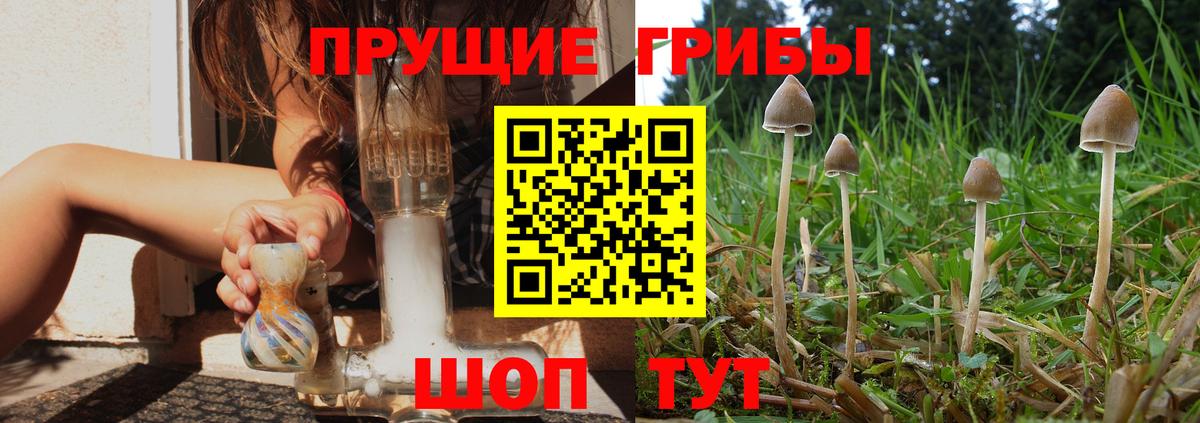 Заволжье  Галлюциногенные грибы прущие грибы  Вход с VPN 